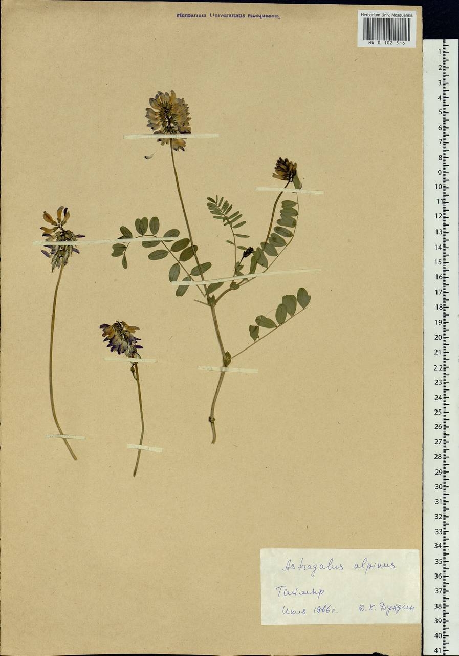 Astragalus alpinus, Siberia, Central Siberia (S3) (Russia)
