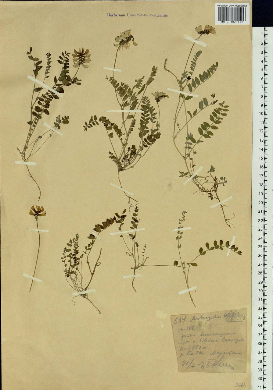 Astragalus alpinus L., Siberia, Western (Kazakhstan) Altai Mountains (S2a) (Kazakhstan)