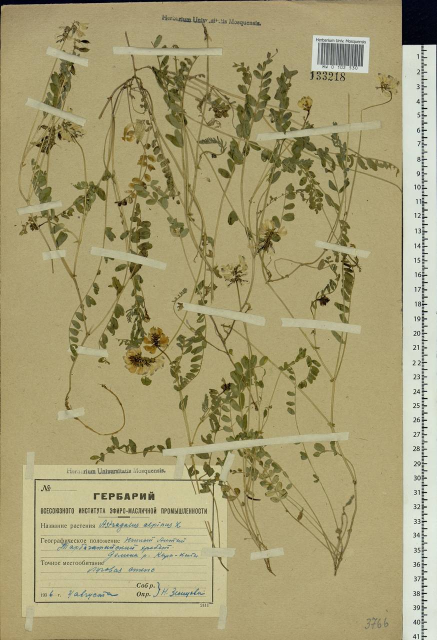 Astragalus alpinus, Siberia, Western (Kazakhstan) Altai Mountains (S2a) (Kazakhstan)