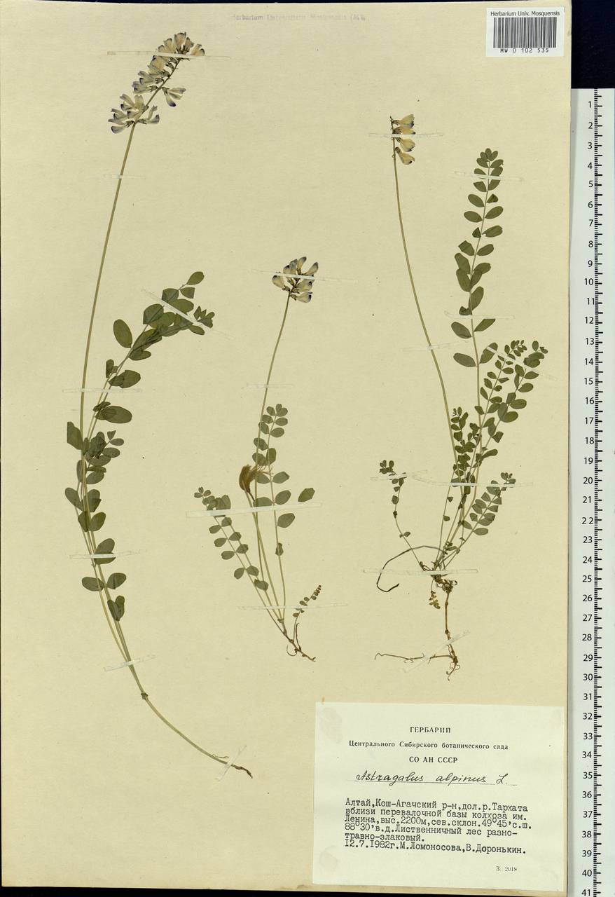 Astragalus alpinus, Siberia, Altai & Sayany Mountains (S2) (Russia)