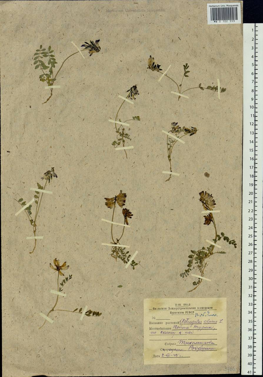 Astragalus alpinus L., Siberia, Western Siberia (S1) (Russia)