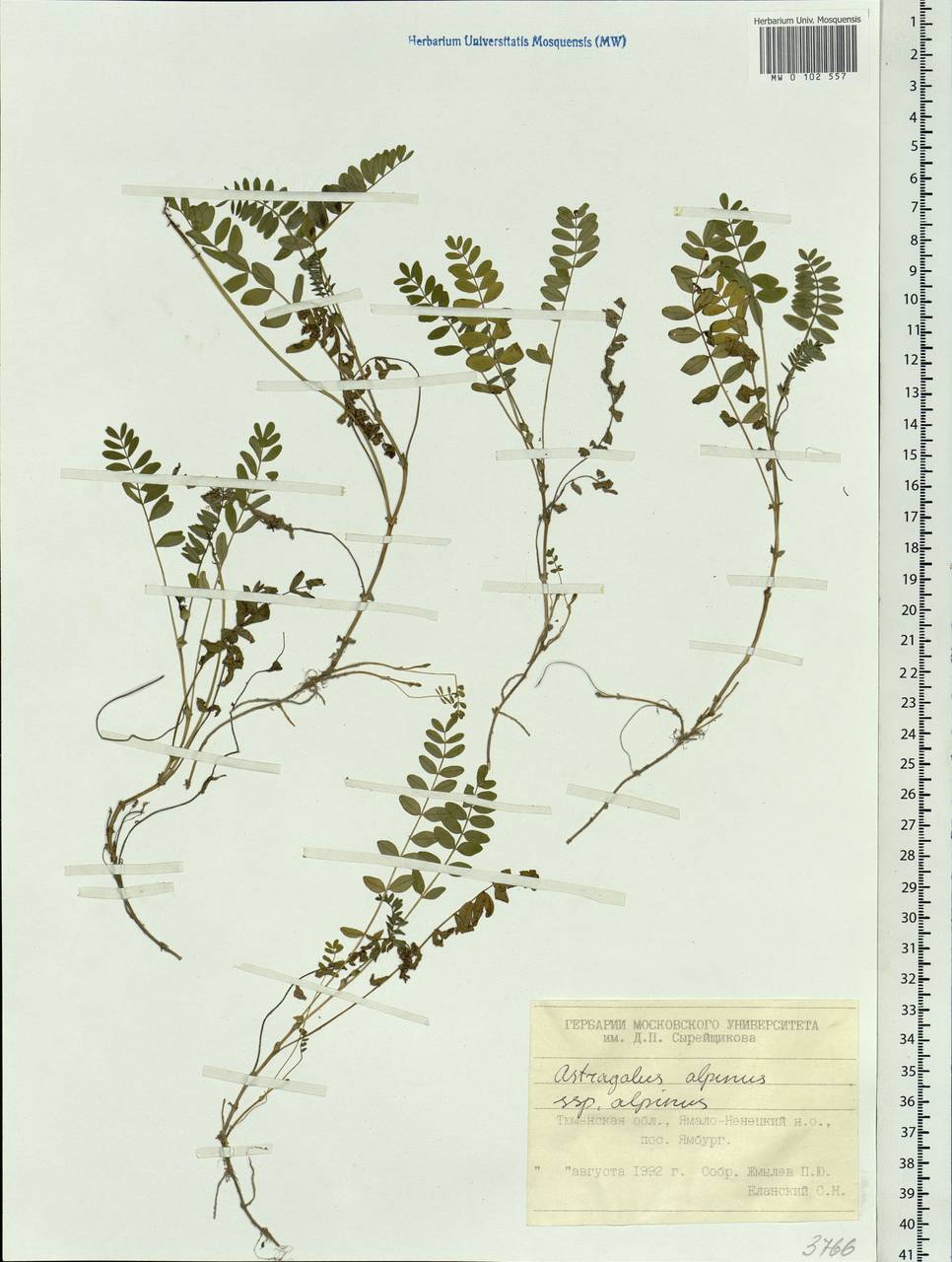 Astragalus alpinus L., Siberia, Western Siberia (S1) (Russia)