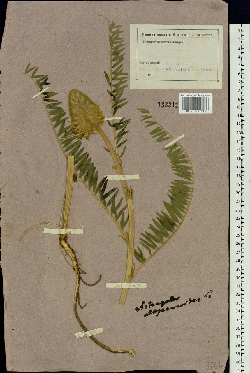 Astragalus alopecurus Pall., Siberia, Altai & Sayany Mountains (S2) (Russia)