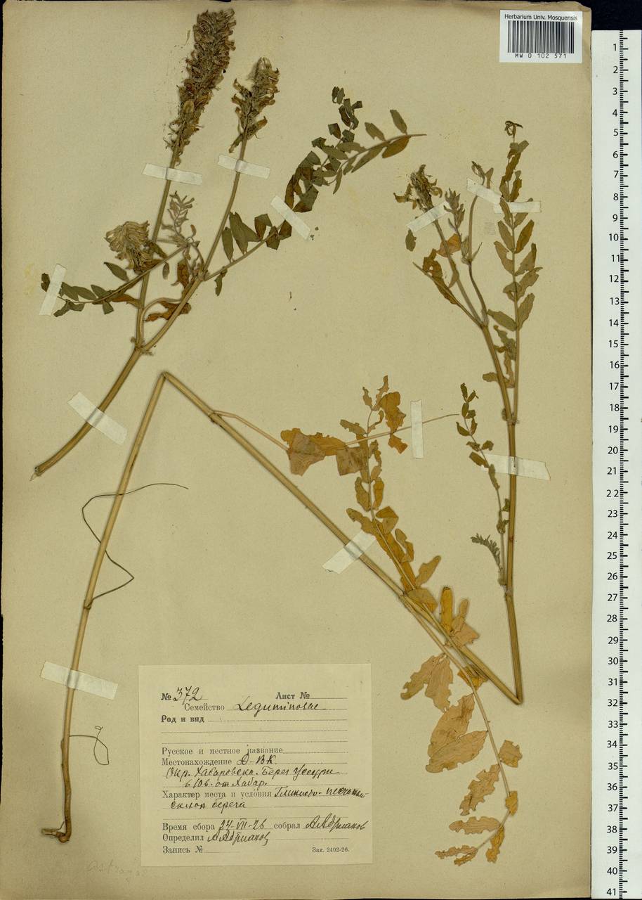 Astragalus laxmannii subsp. laxmannii, Siberia, Russian Far East (S6) (Russia)