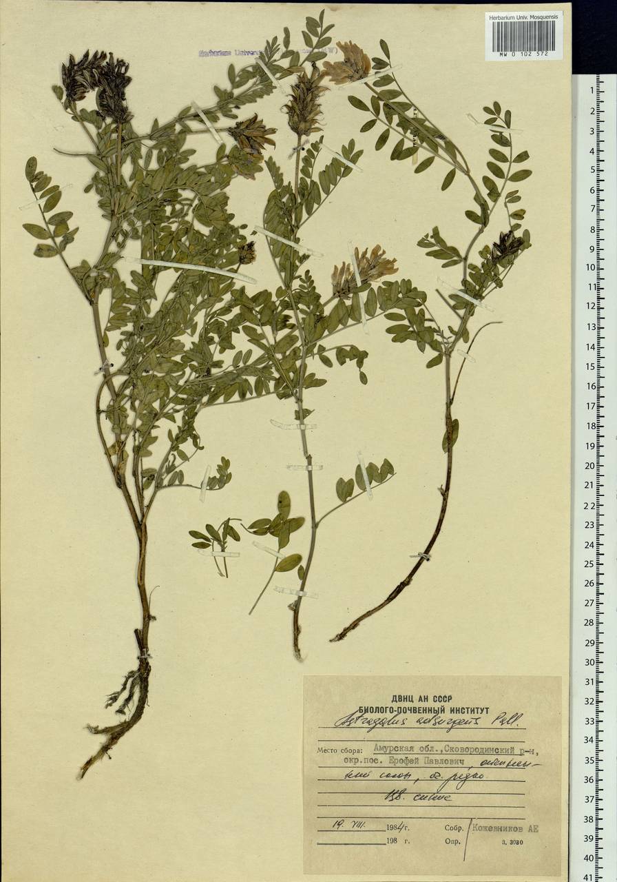 Astragalus laxmannii subsp. laxmannii, Siberia, Russian Far East (S6) (Russia)