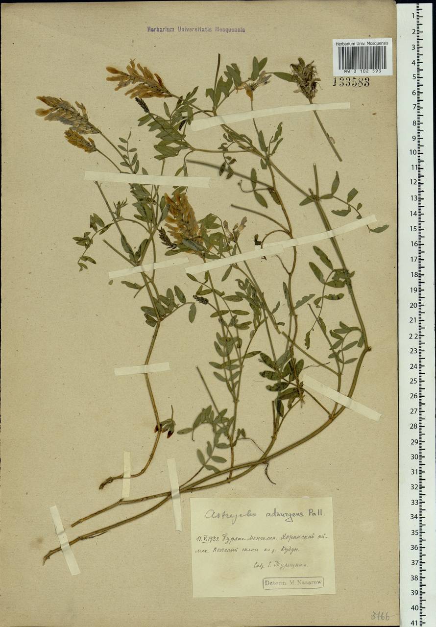 Astragalus laxmannii subsp. laxmannii, Siberia, Baikal & Transbaikal region (S4) (Russia)