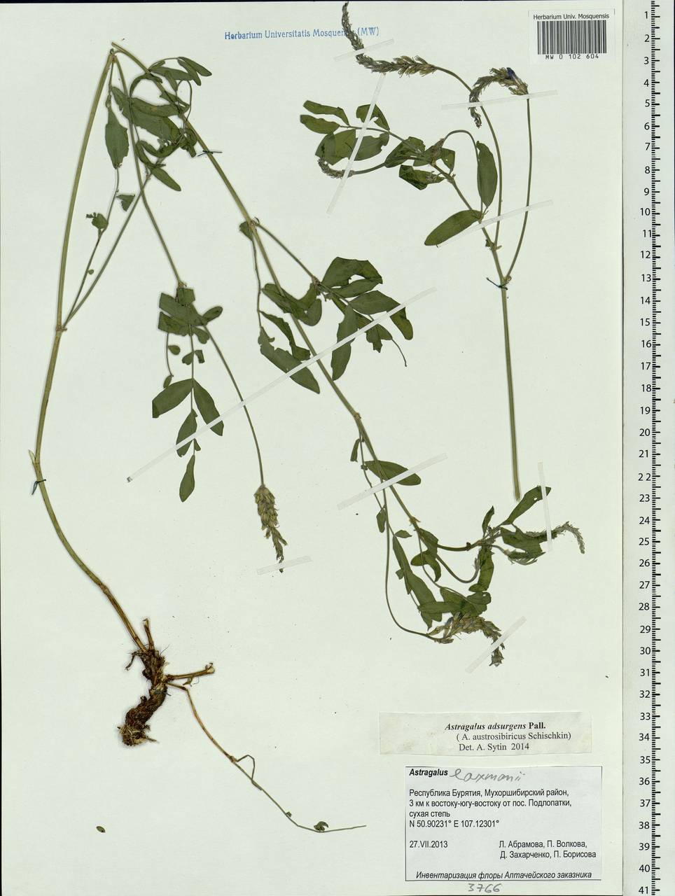 Astragalus laxmannii subsp. laxmannii, Siberia, Baikal & Transbaikal region (S4) (Russia)