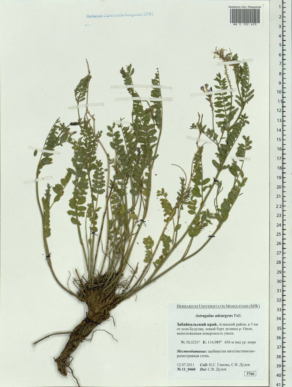 Astragalus laxmannii subsp. laxmannii, Siberia, Baikal & Transbaikal region (S4) (Russia)