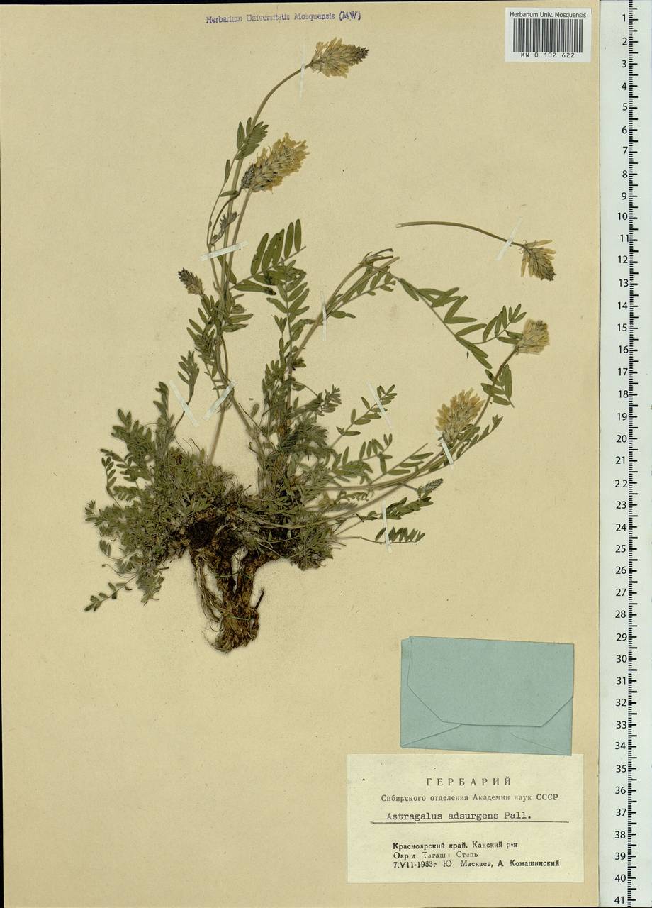 Astragalus laxmannii subsp. laxmannii, Siberia, Central Siberia (S3) (Russia)