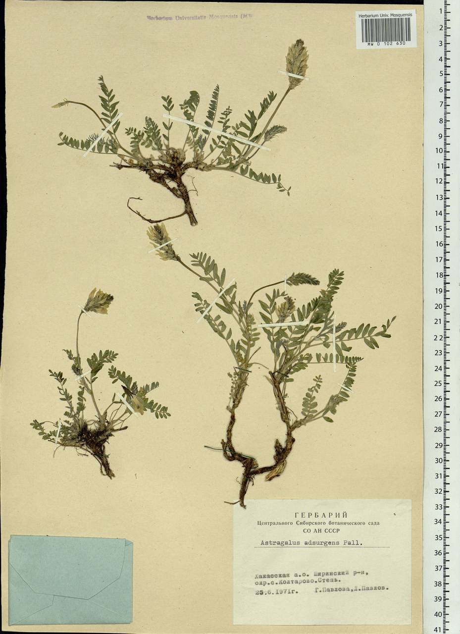 Astragalus laxmannii subsp. laxmannii, Siberia, Altai & Sayany Mountains (S2) (Russia)