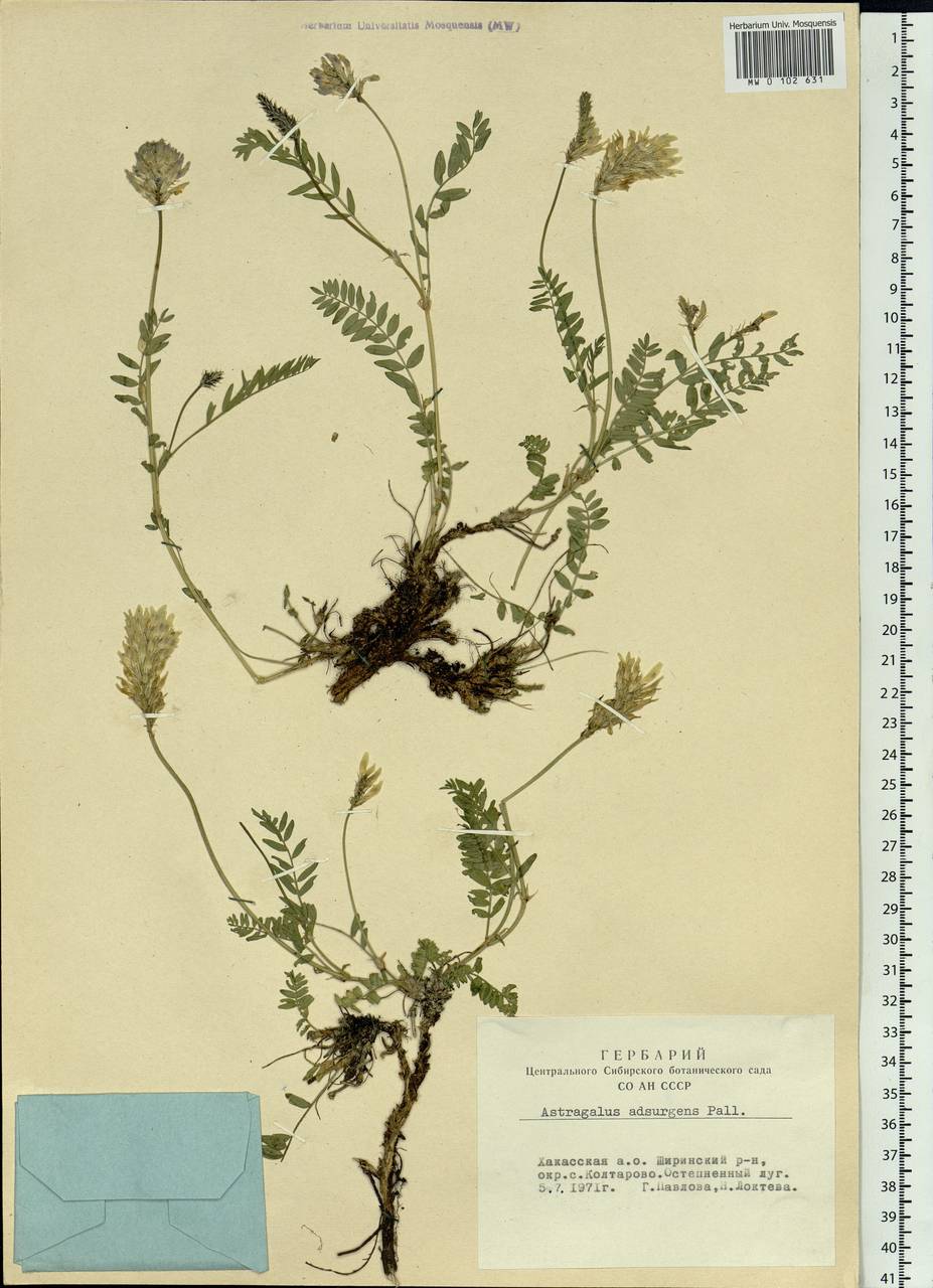 Astragalus laxmannii subsp. laxmannii, Siberia, Altai & Sayany Mountains (S2) (Russia)