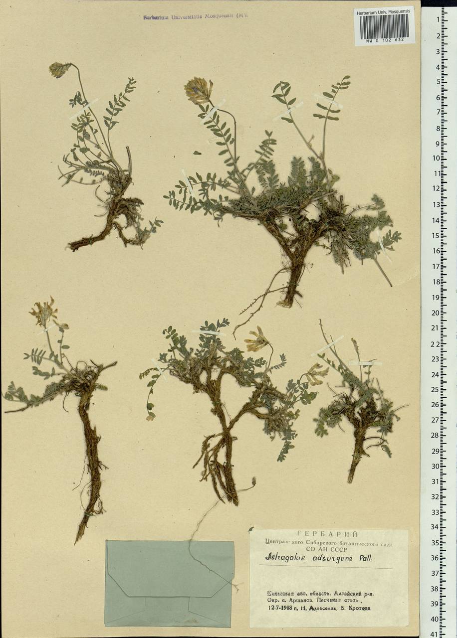 Astragalus laxmannii subsp. laxmannii, Siberia, Altai & Sayany Mountains (S2) (Russia)
