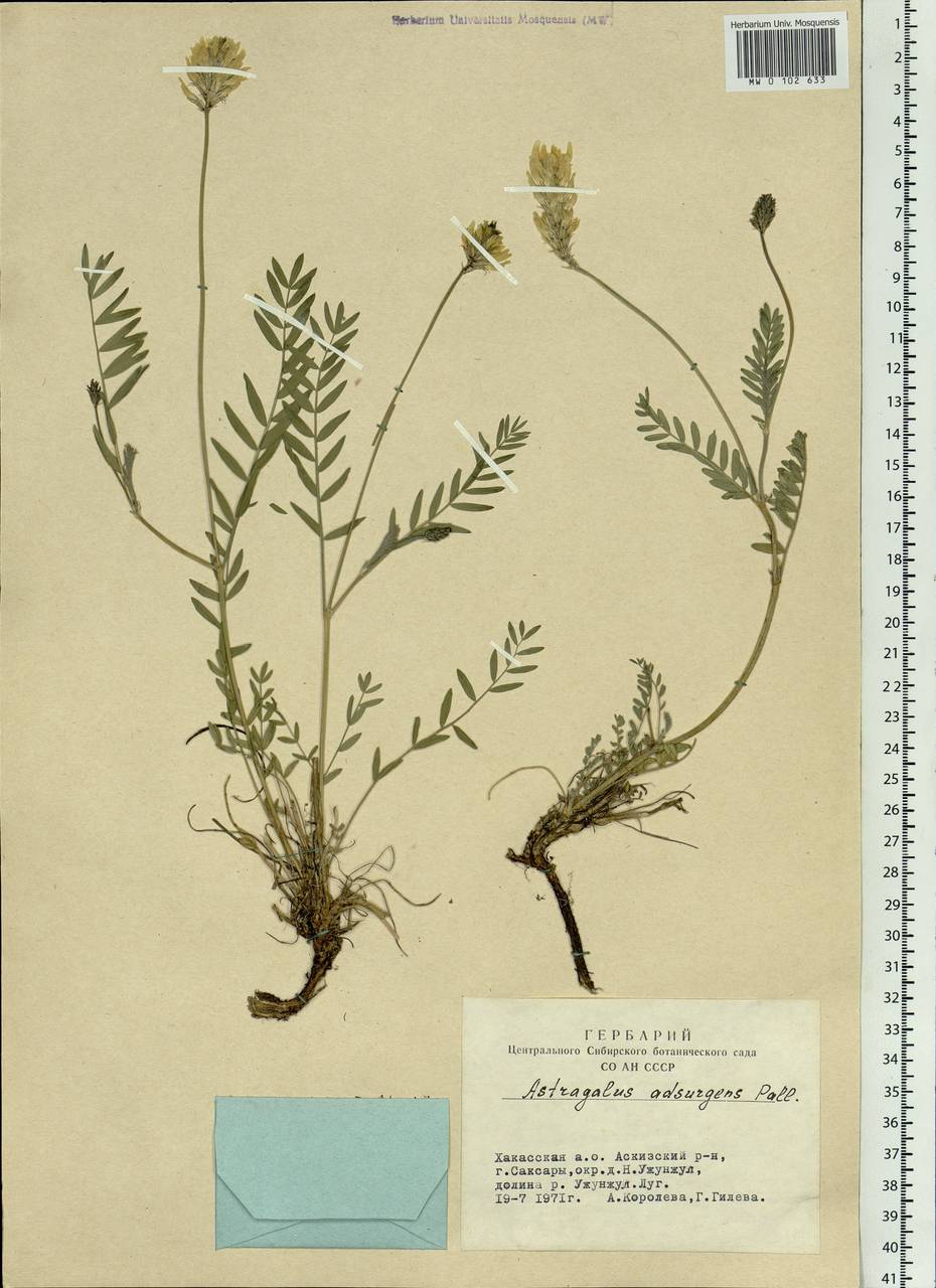 Astragalus laxmannii subsp. laxmannii, Siberia, Altai & Sayany Mountains (S2) (Russia)