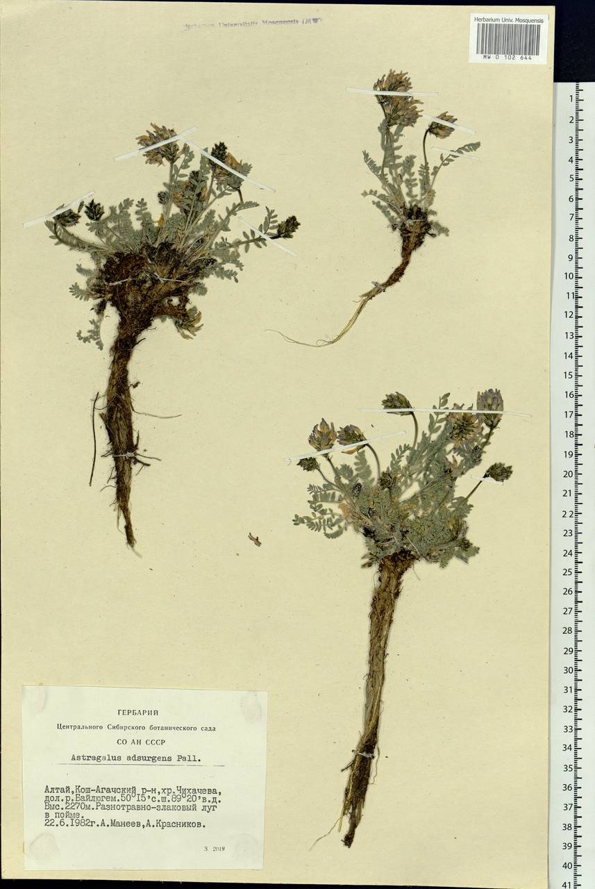 Astragalus laxmannii subsp. laxmannii, Siberia, Altai & Sayany Mountains (S2) (Russia)