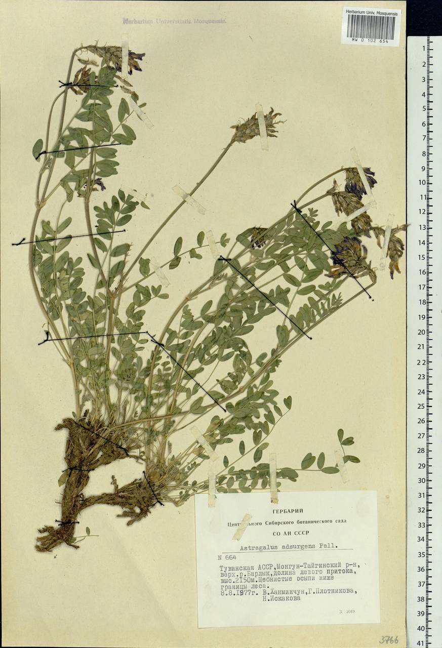 Astragalus laxmannii subsp. laxmannii, Siberia, Altai & Sayany Mountains (S2) (Russia)