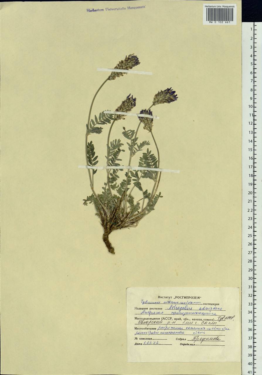Astragalus laxmannii subsp. laxmannii, Siberia, Altai & Sayany Mountains (S2) (Russia)