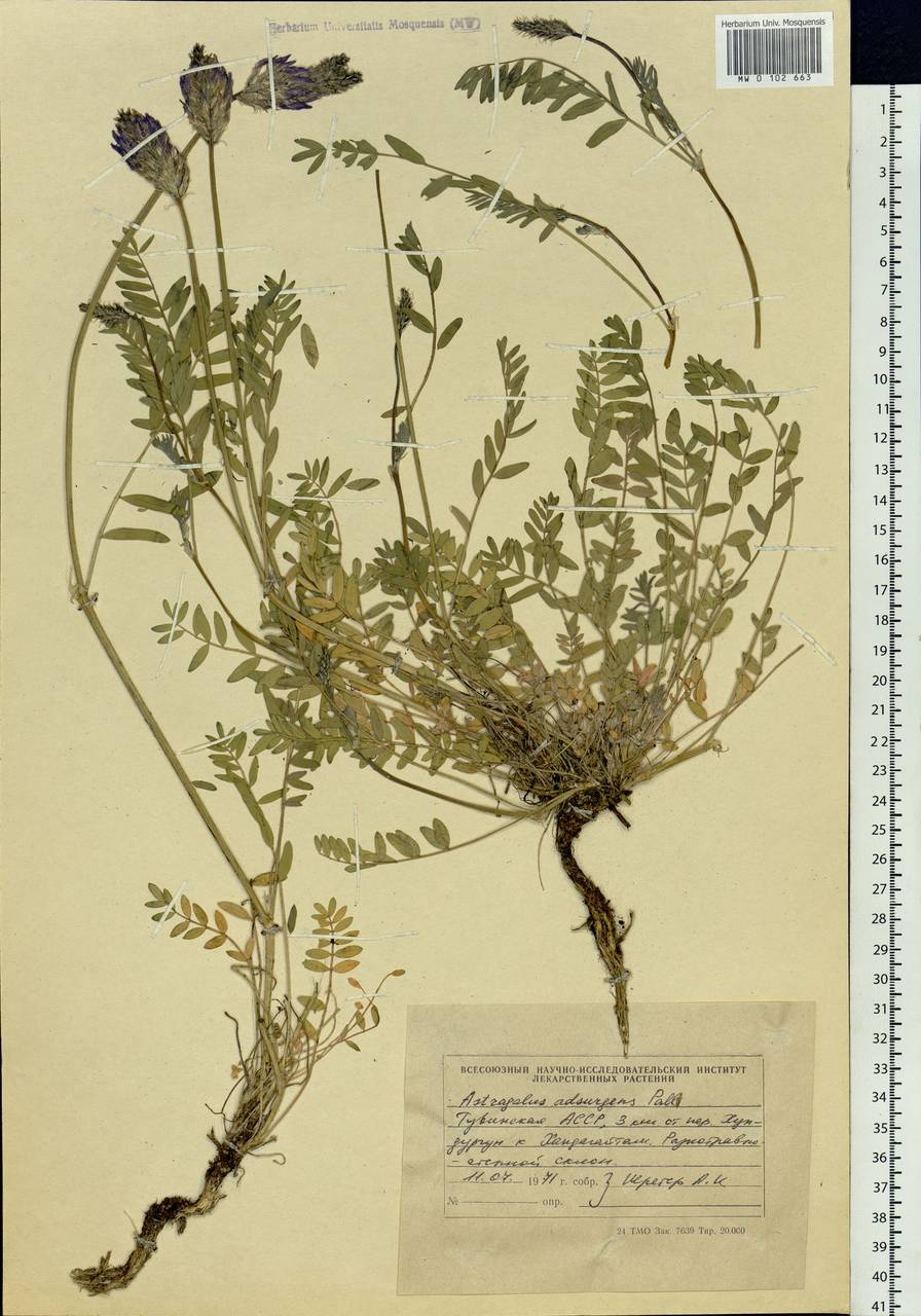 Astragalus laxmannii subsp. laxmannii, Siberia, Altai & Sayany Mountains (S2) (Russia)