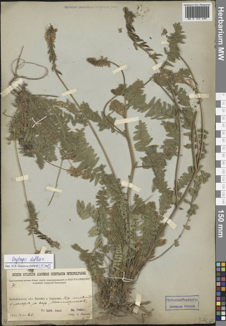 Oxytropis deflexa (Pall.) DC., Siberia, Baikal & Transbaikal region (S4) (Russia)