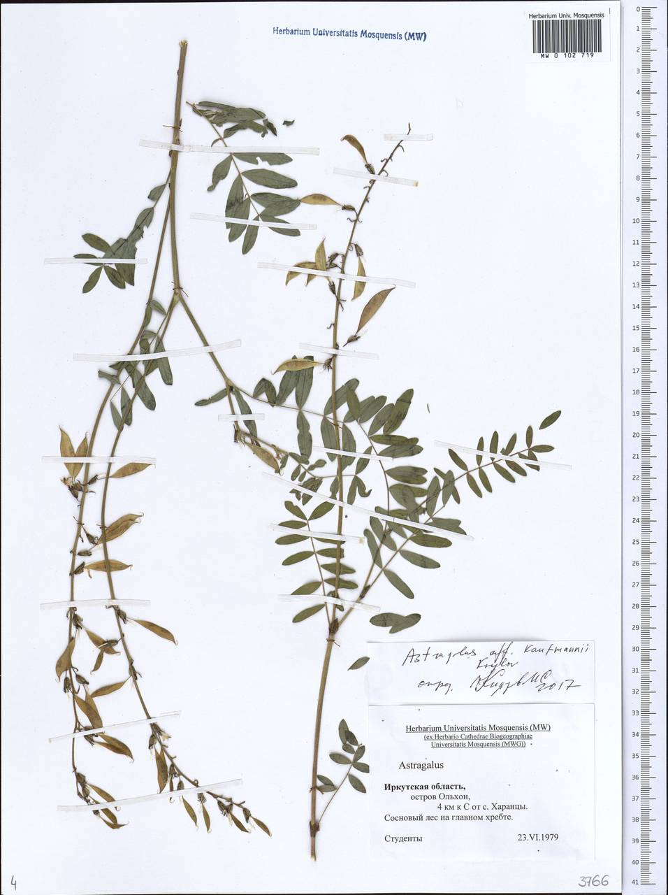 Astragalus kaufmannii Krylov, Siberia, Baikal & Transbaikal region (S4) (Russia)