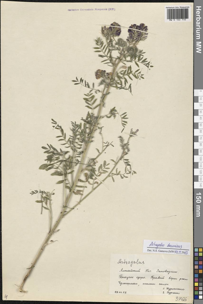 Astragalus davuricus (Pall.) DC., Siberia, Altai & Sayany Mountains (S2) (Russia)