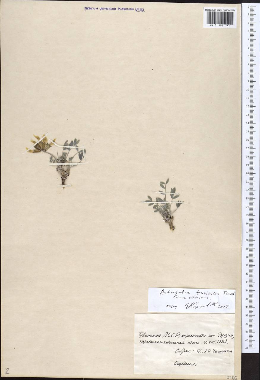 Astragalus tuvinicus S.A. Timokhina, Siberia, Altai & Sayany Mountains (S2) (Russia)