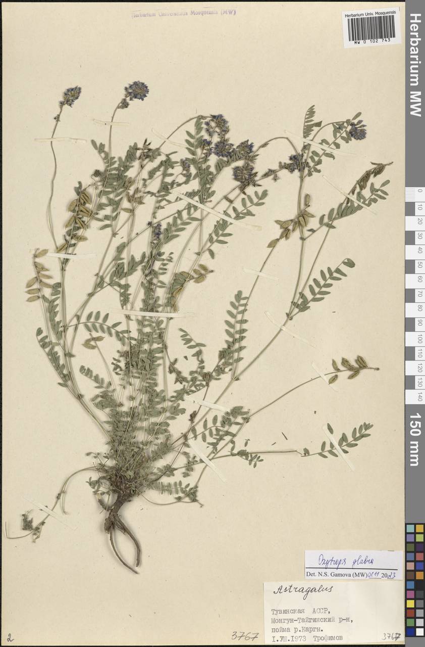 Oxytropis glabra DC., Siberia, Altai & Sayany Mountains (S2) (Russia)