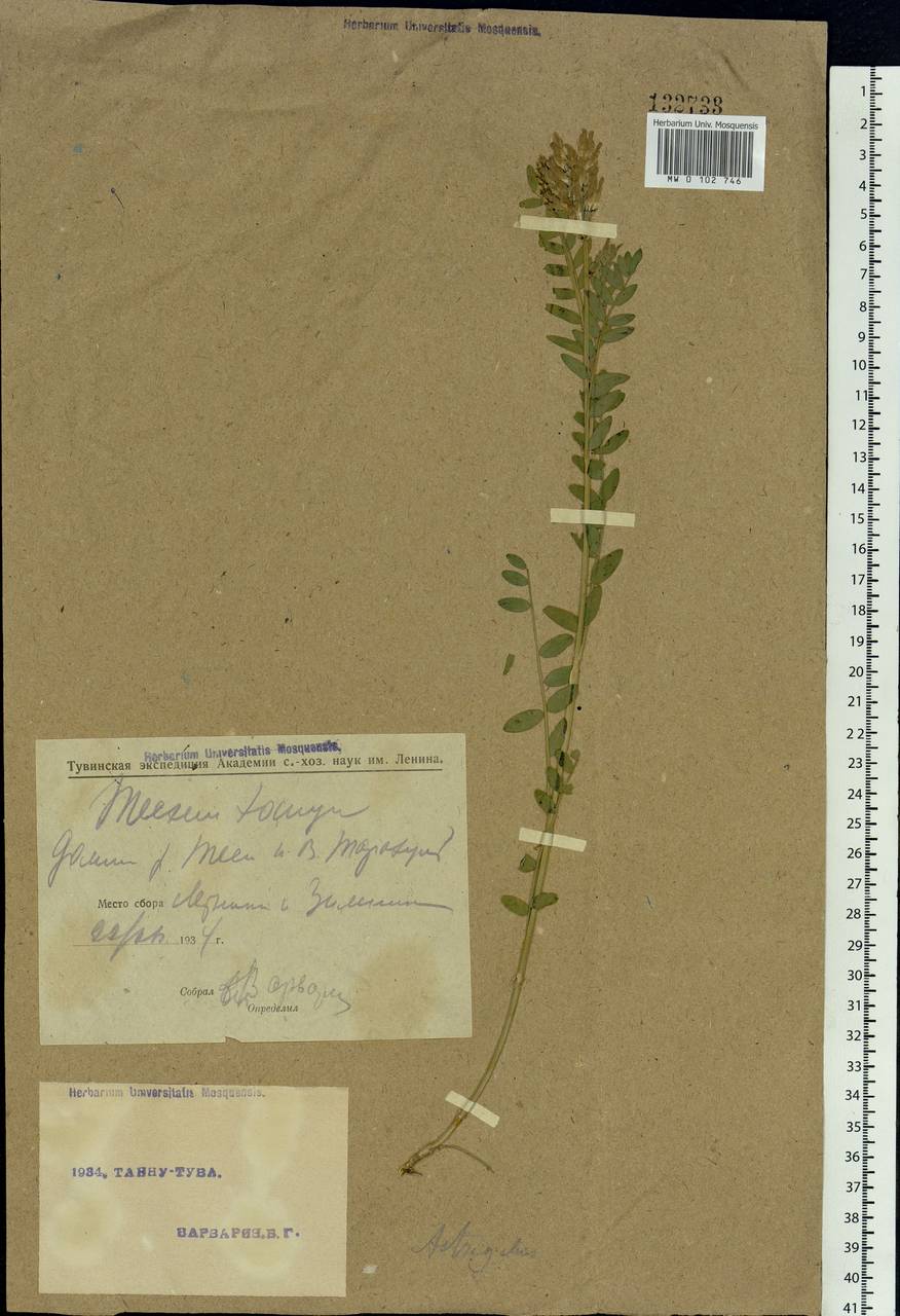 Astragalus, Siberia, Altai & Sayany Mountains (S2) (Russia)