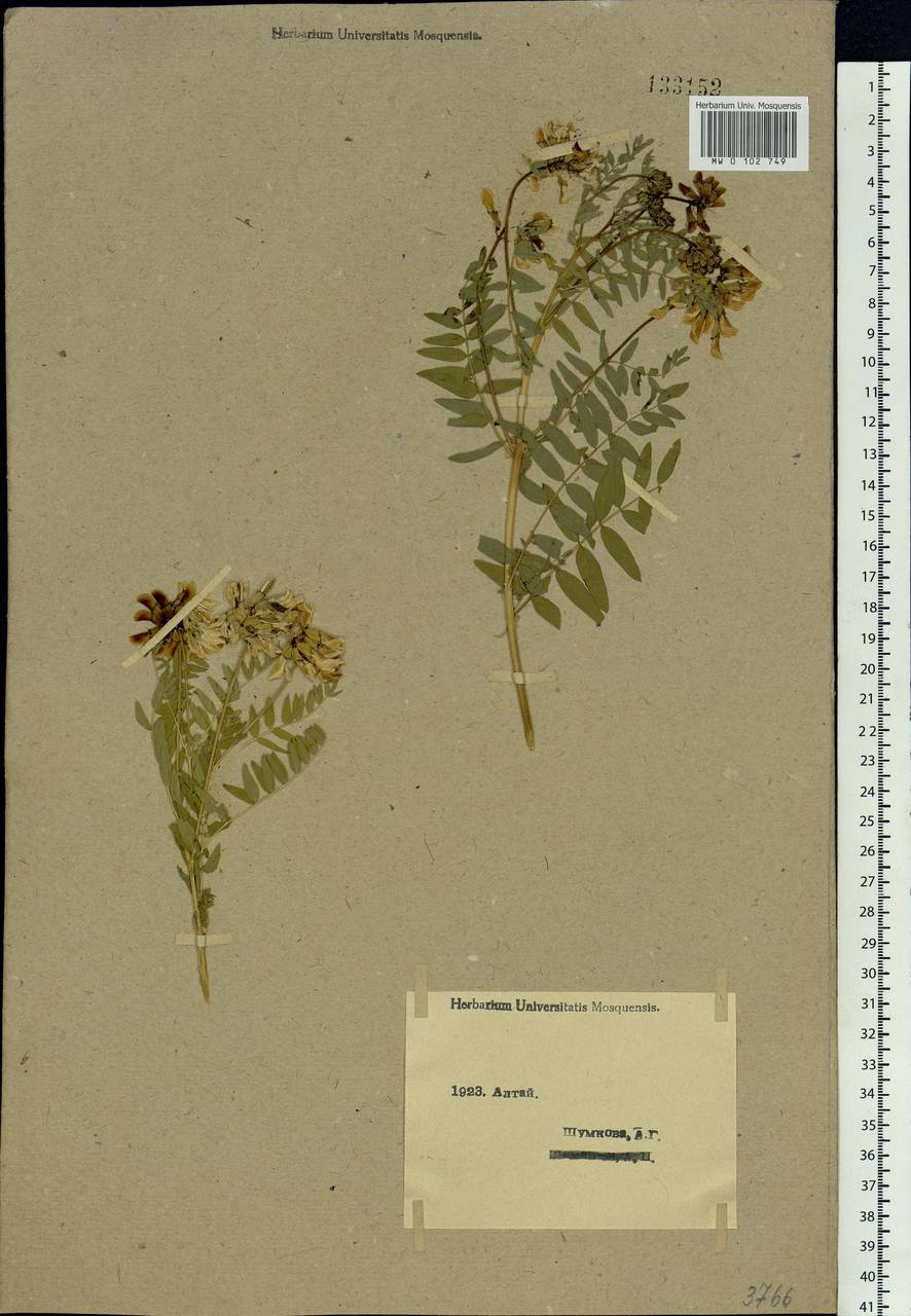 Astragalus, Siberia, Western (Kazakhstan) Altai Mountains (S2a) (Kazakhstan)