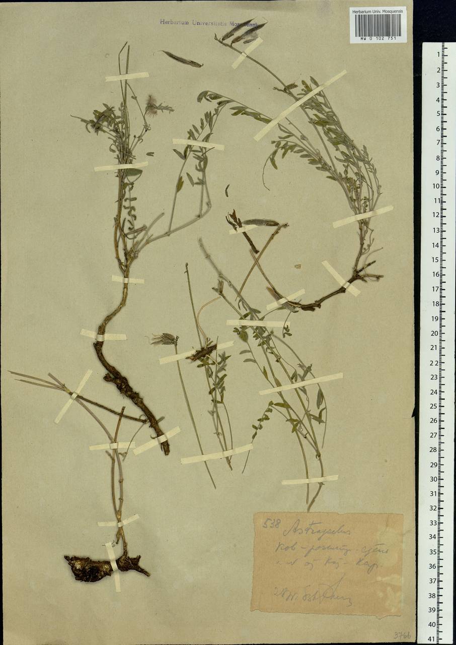 Astragalus, Siberia, Western (Kazakhstan) Altai Mountains (S2a) (Kazakhstan)