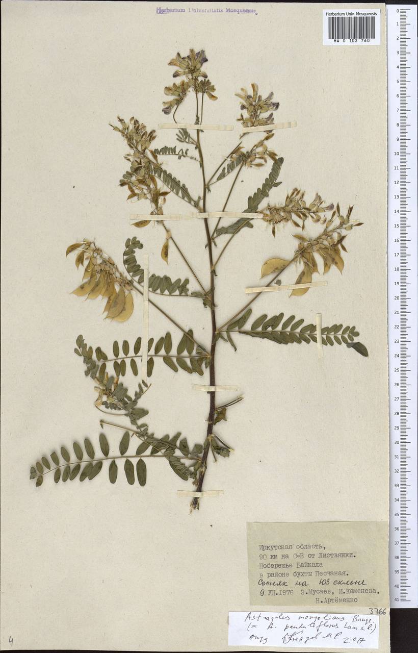 Astragalus mongholicus Bunge, Siberia, Baikal & Transbaikal region (S4) (Russia)