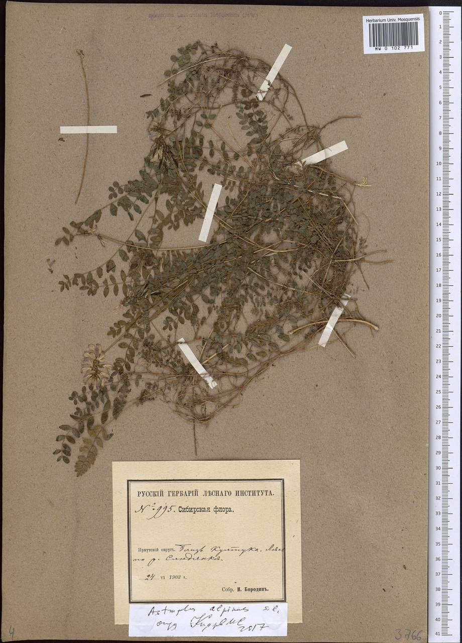 Astragalus alpinus, Siberia, Baikal & Transbaikal region (S4) (Russia)