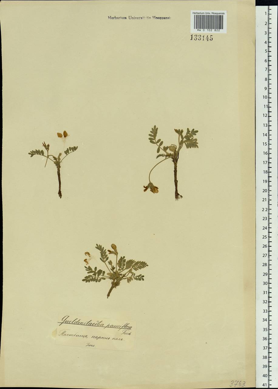 Gueldenstaedtia verna (Georgi) Boriss., Siberia, Baikal & Transbaikal region (S4) (Russia)