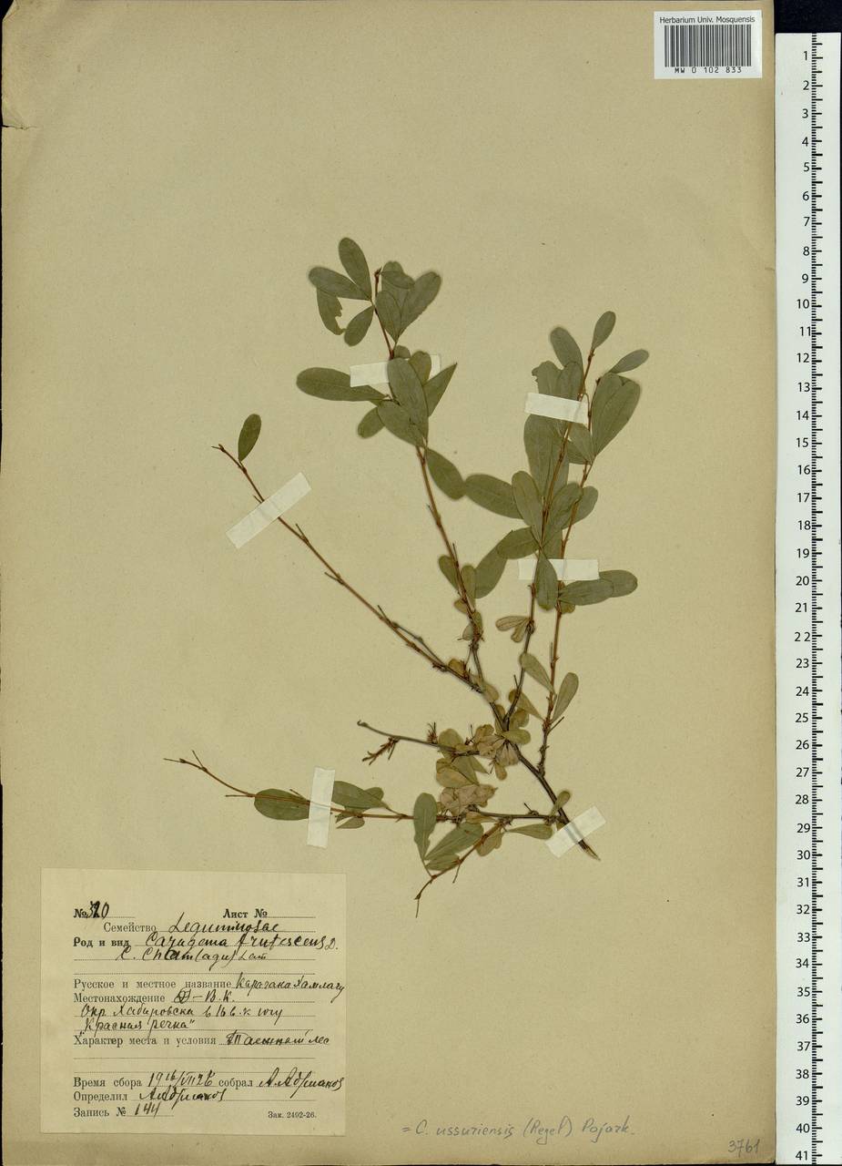 Caragana ussuriensis (Regel) Pojark., Siberia, Russian Far East (S6) (Russia)