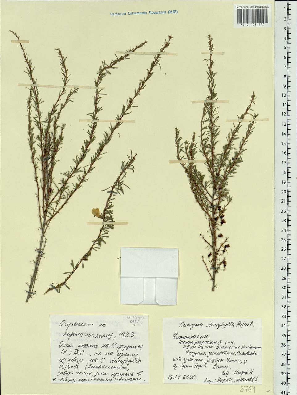 Caragana stenophylla Pojark., Siberia, Baikal & Transbaikal region (S4) (Russia)