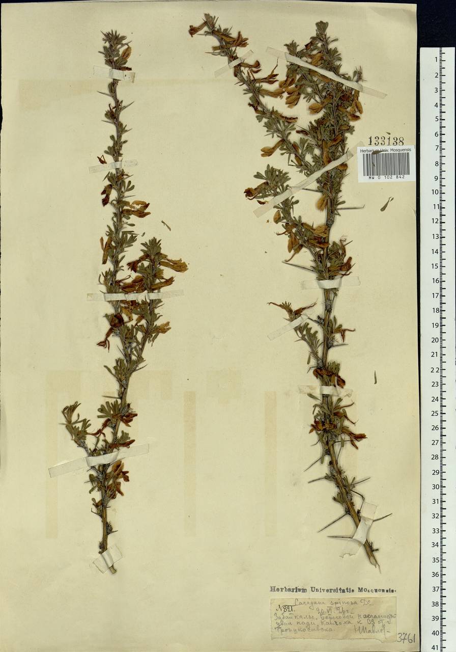 Caragana spinosa (L.)DC., Siberia, Baikal & Transbaikal region (S4) (Russia)