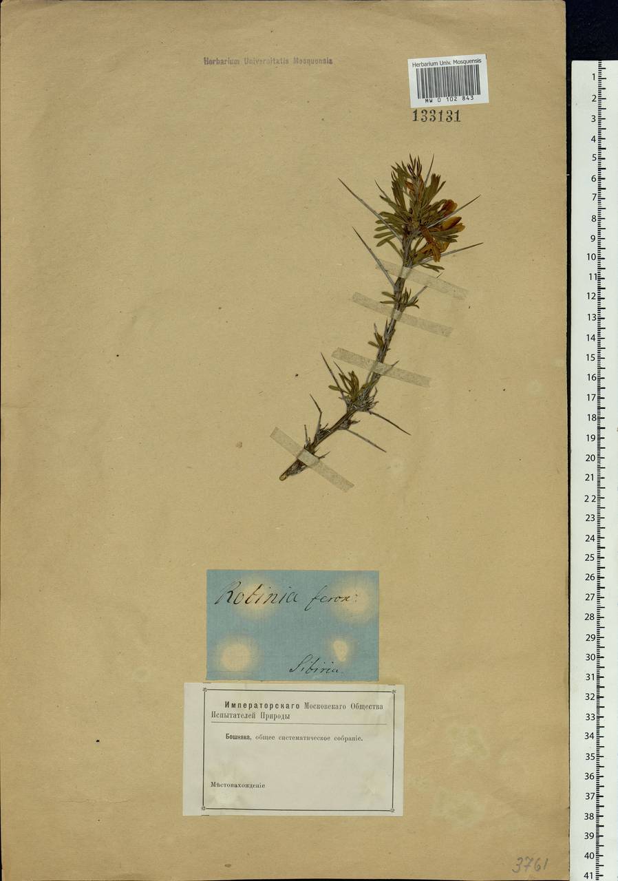 Caragana spinosa (L.) Vahl ex Hornem., Siberia, Baikal & Transbaikal region (S4) (Russia)