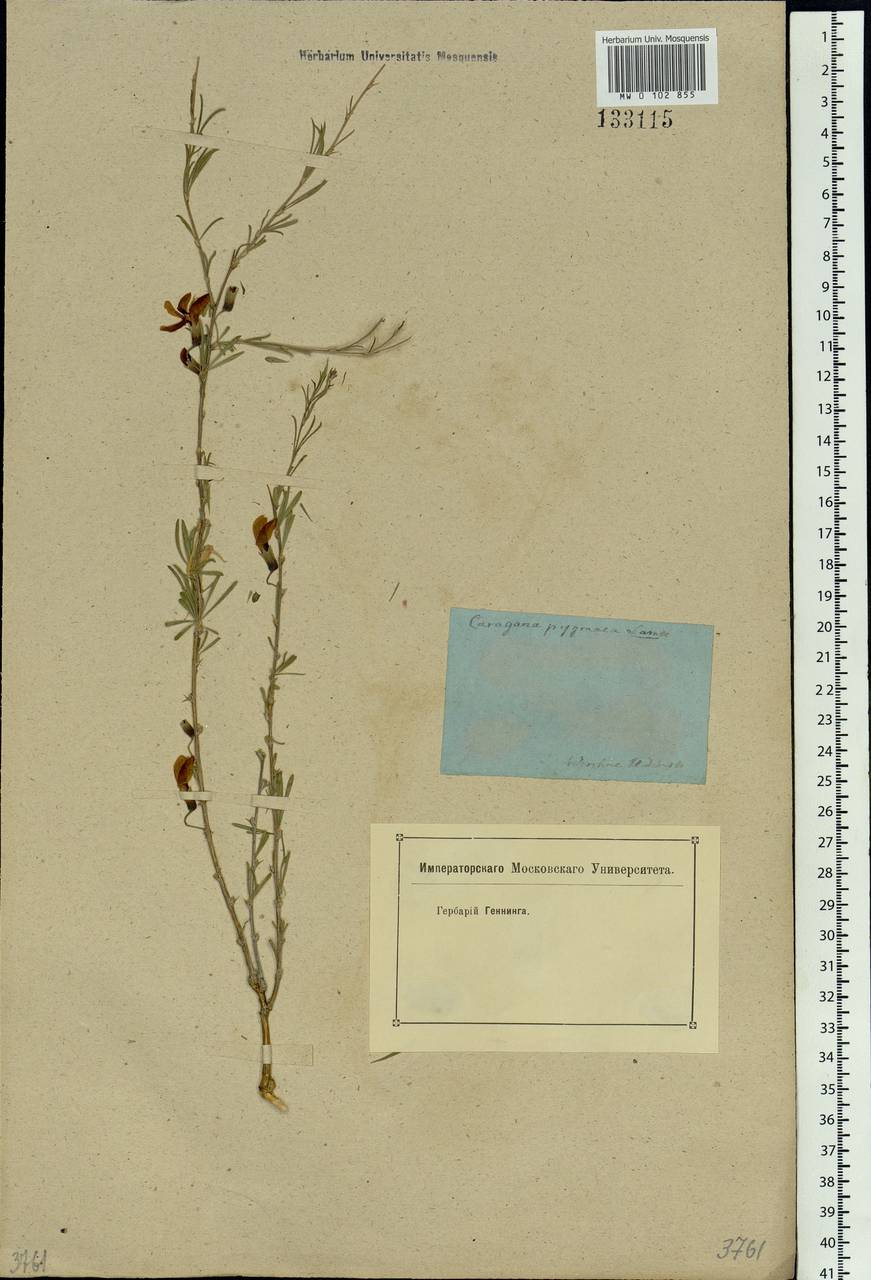 Caragana pygmaea (L.)DC., Siberia, Baikal & Transbaikal region (S4) (Russia)
