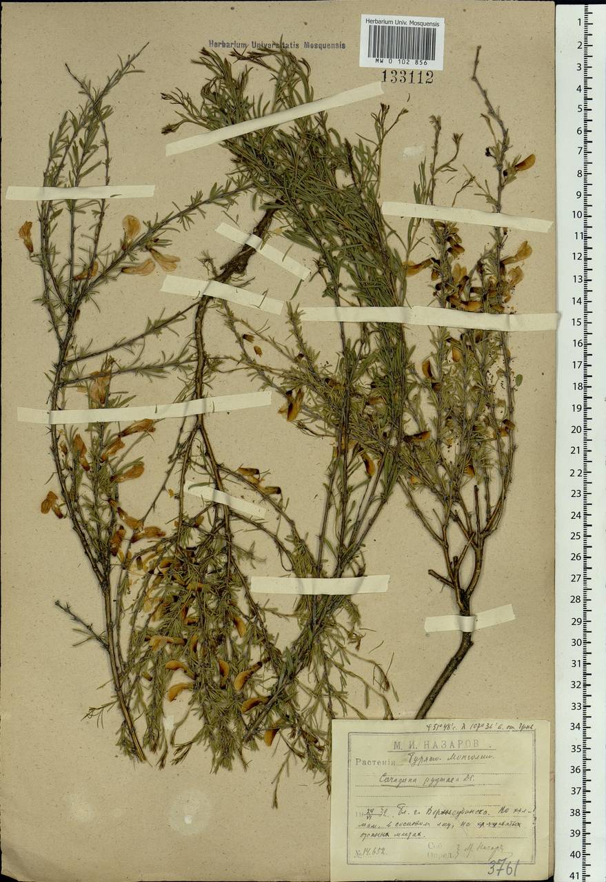 Caragana pygmaea (L.)DC., Siberia, Baikal & Transbaikal region (S4) (Russia)