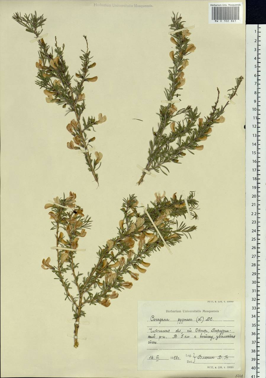 Caragana pygmaea (L.)DC., Siberia, Baikal & Transbaikal region (S4) (Russia)