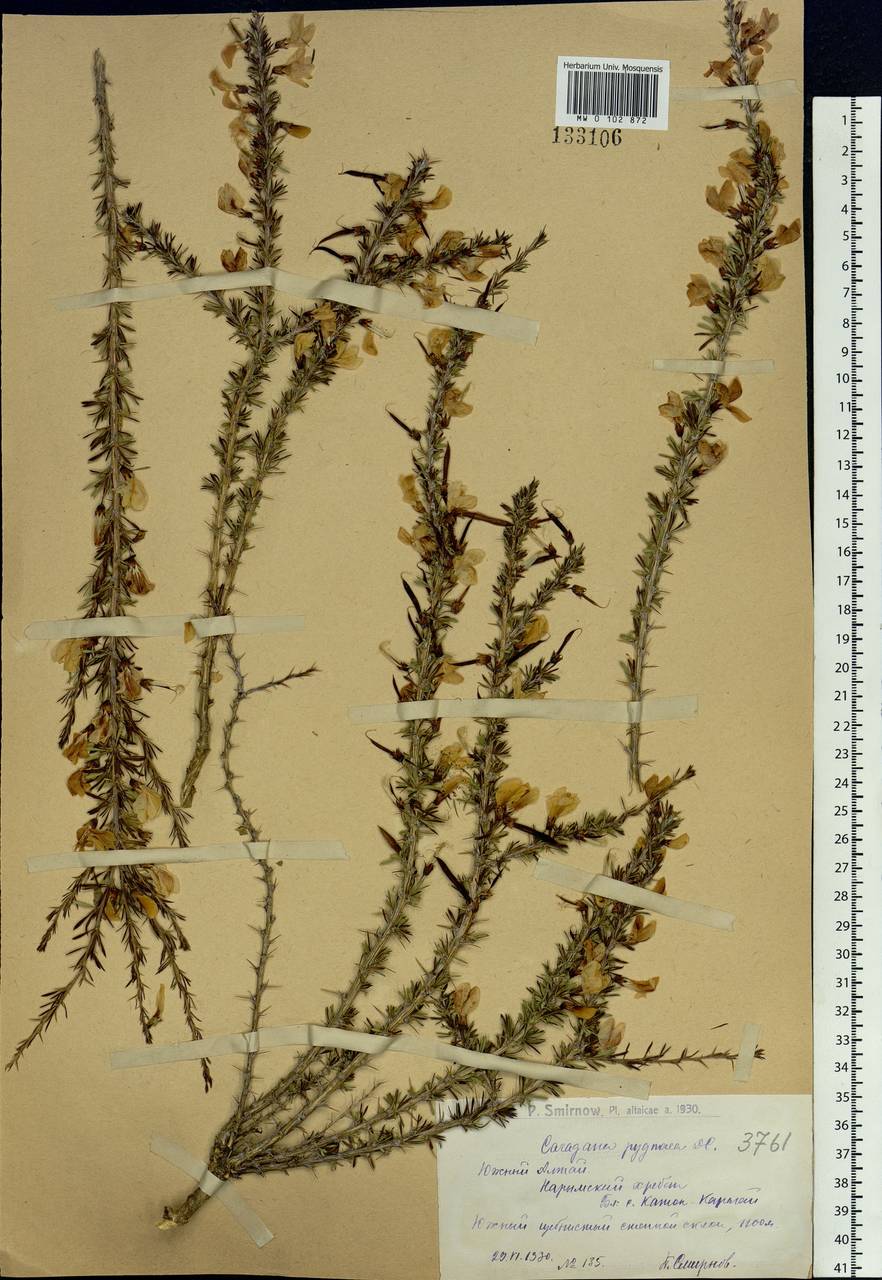 Caragana pygmaea (L.)DC., Siberia, Western (Kazakhstan) Altai Mountains (S2a) (Kazakhstan)