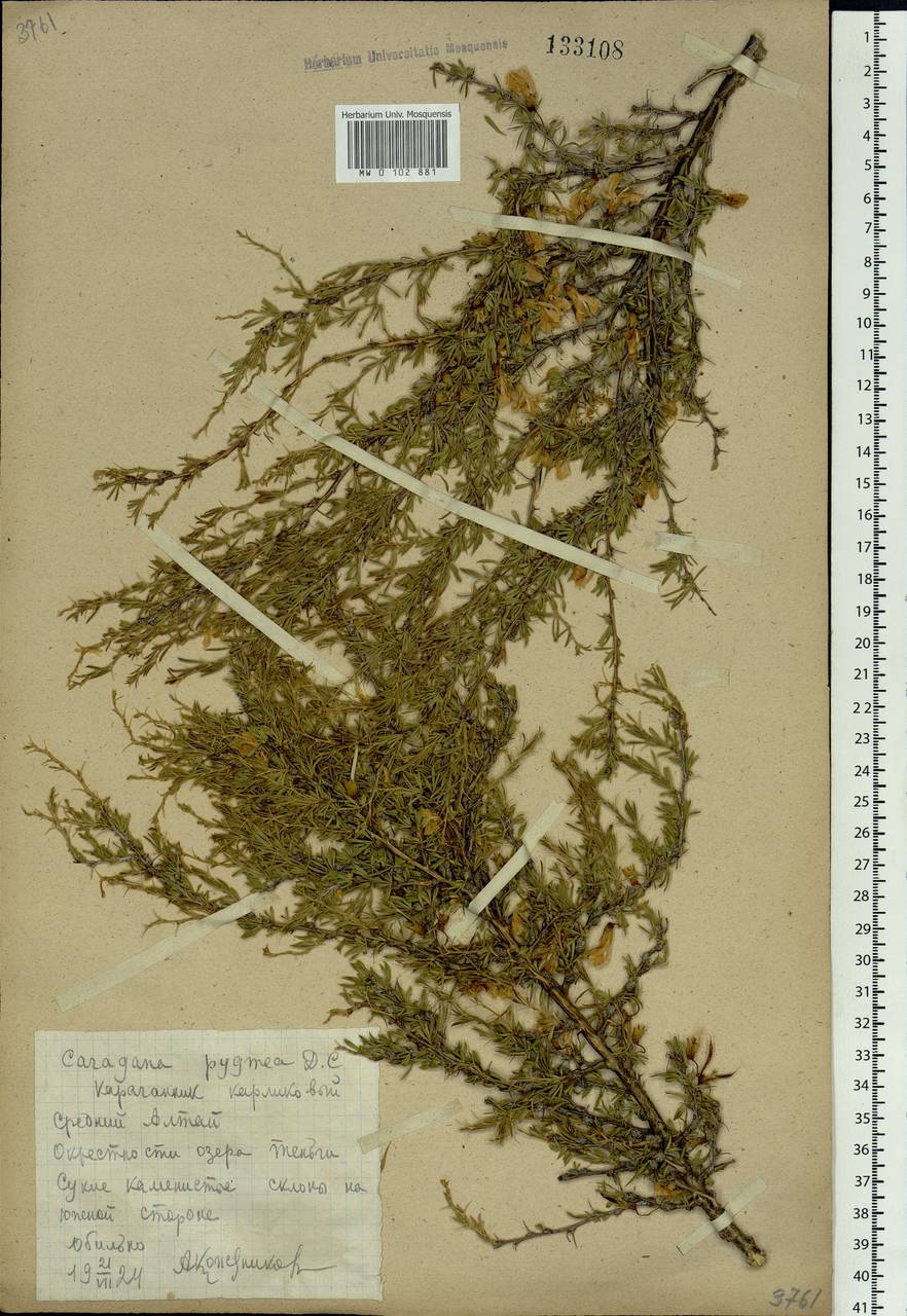Caragana pygmaea (L.) DC., Siberia, Altai & Sayany Mountains (S2) (Russia)