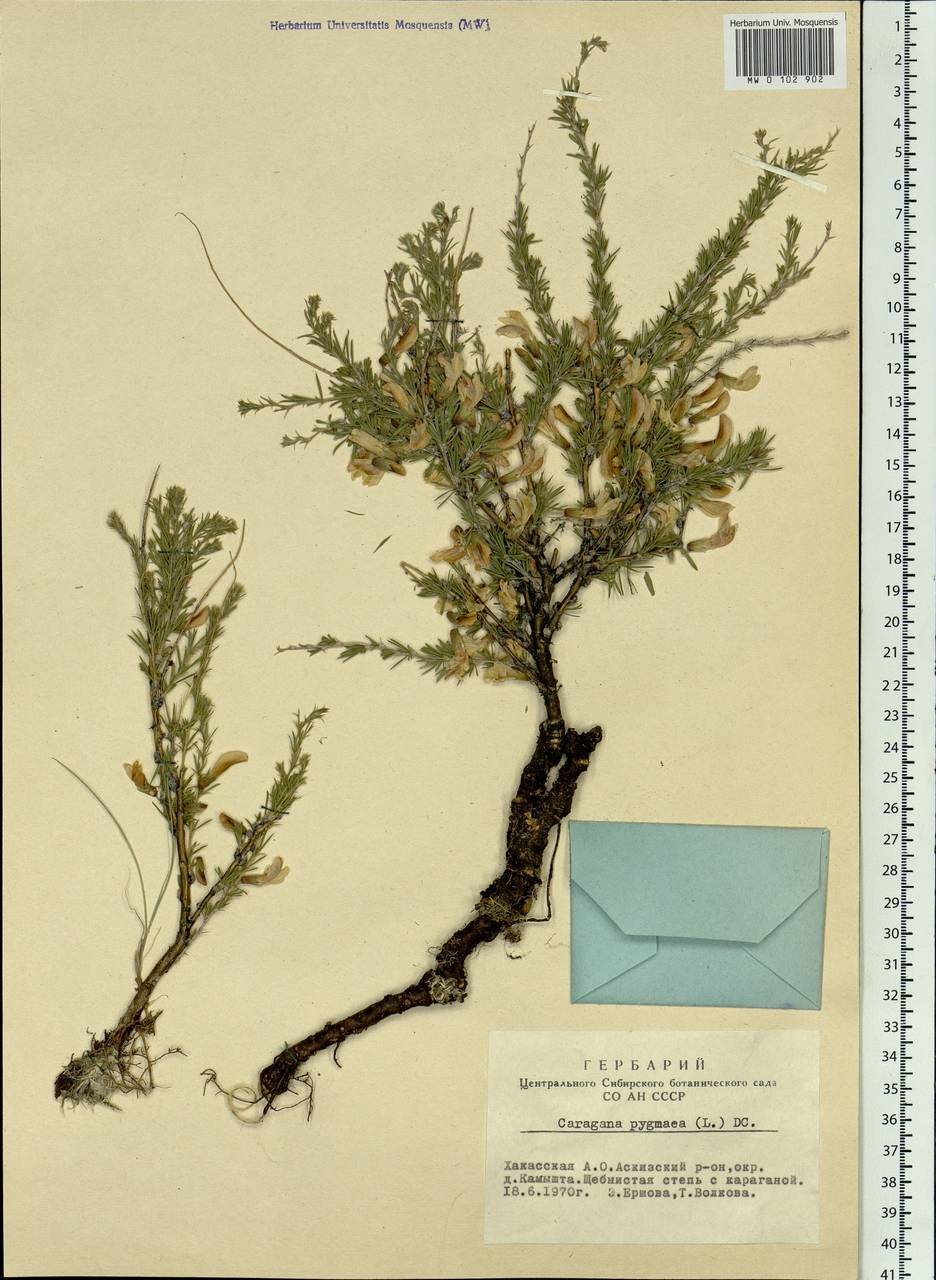 Caragana pygmaea (L.) DC., Siberia, Altai & Sayany Mountains (S2) (Russia)