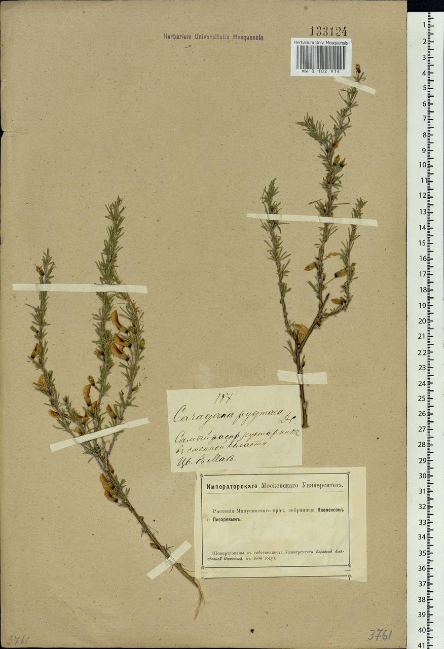 Caragana pygmaea (L.) DC., Siberia, Altai & Sayany Mountains (S2) (Russia)