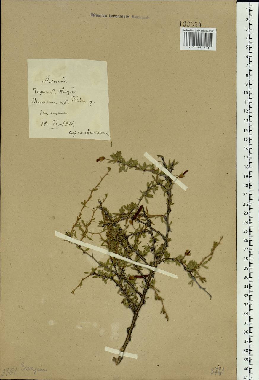 Caragana pygmaea (L.)DC., Siberia, Altai & Sayany Mountains (S2) (Russia)