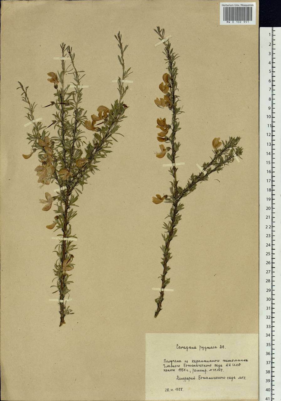 Caragana pygmaea (L.)DC., Siberia (no precise locality) (S0) (Russia)