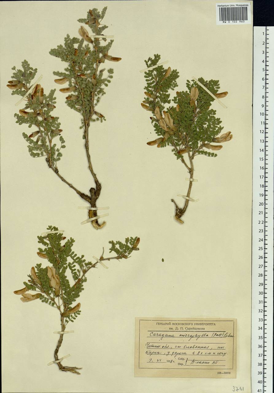 Caragana microphylla Lam., Siberia, Baikal & Transbaikal region (S4) (Russia)