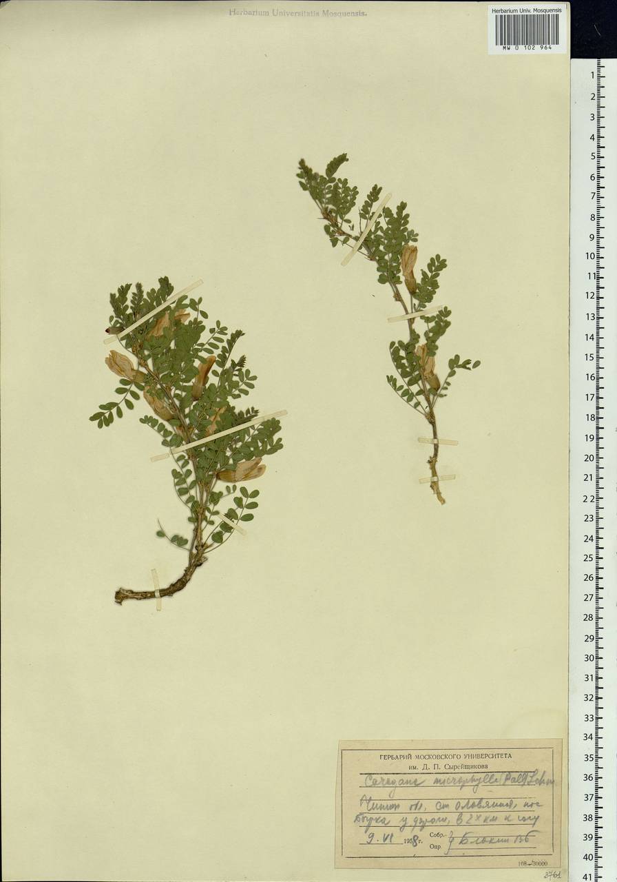 Caragana microphylla Lam., Siberia, Baikal & Transbaikal region (S4) (Russia)
