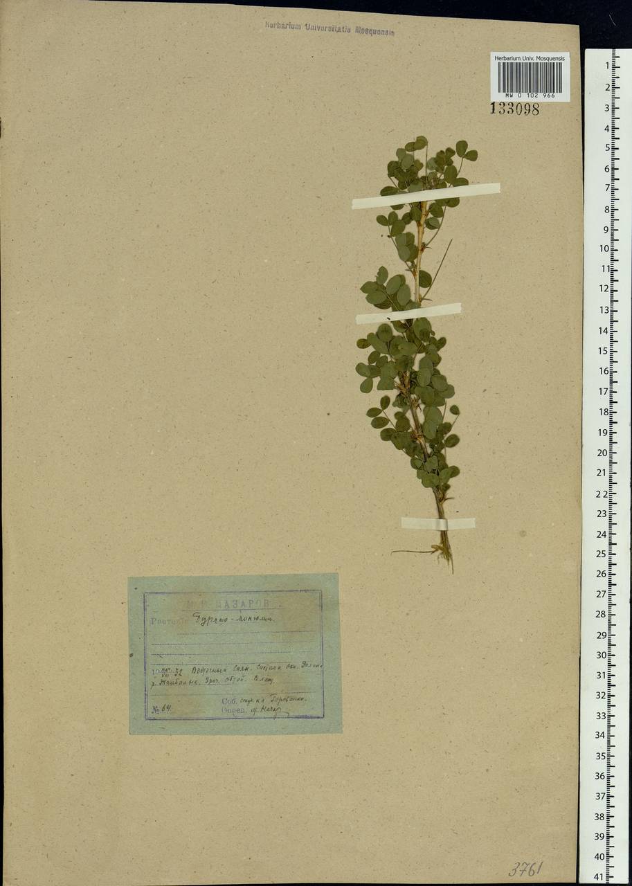 Caragana microphylla Lam., Siberia, Baikal & Transbaikal region (S4) (Russia)