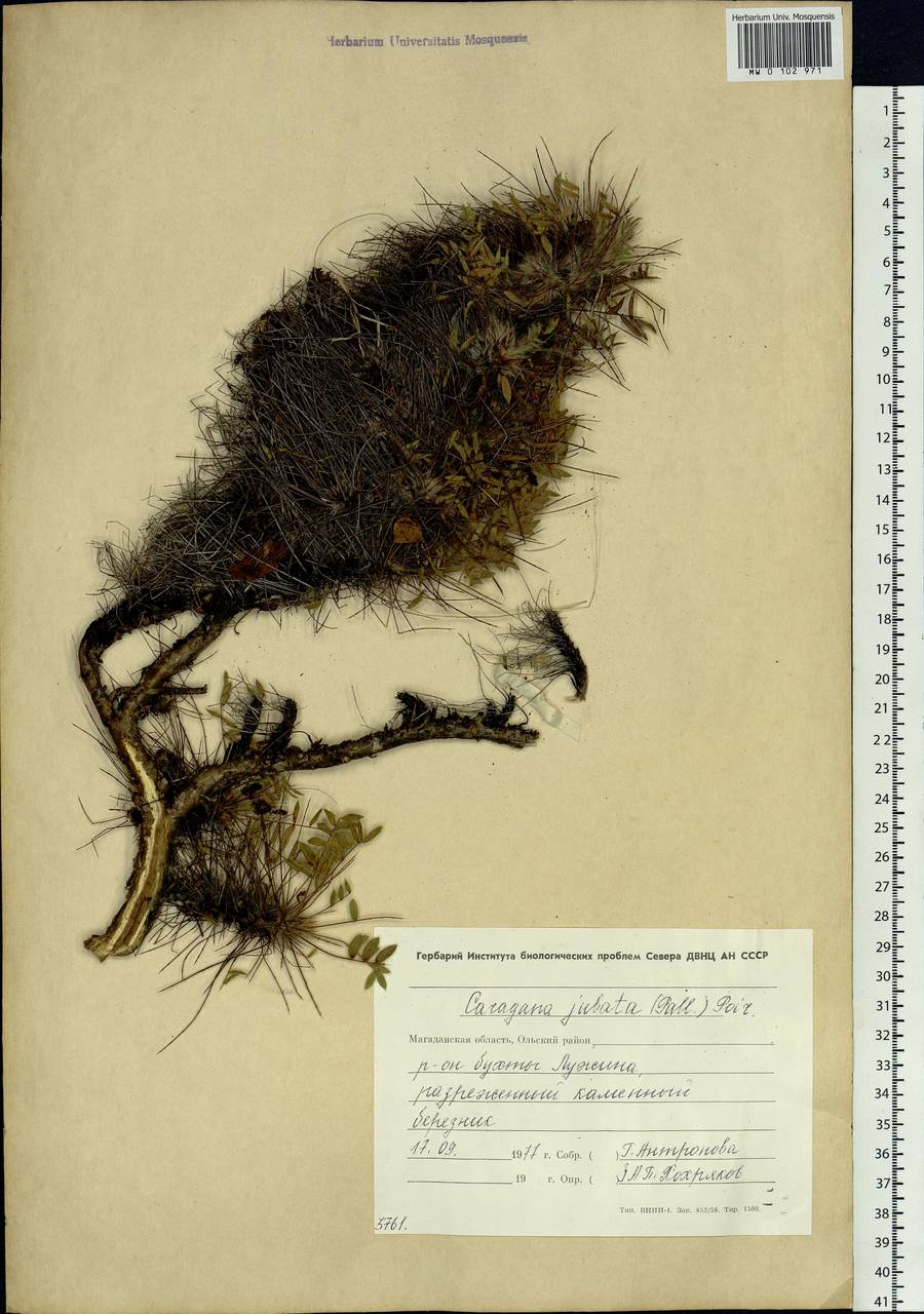 Caragana jubata (Pall.)Poir., Siberia, Chukotka & Kamchatka (S7) (Russia)