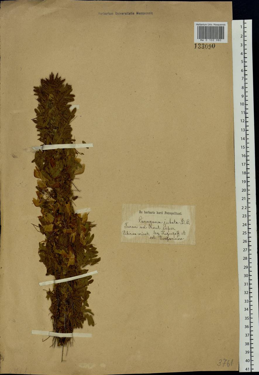 Caragana jubata (Pall.) Poir., Siberia, Baikal & Transbaikal region (S4) (Russia)